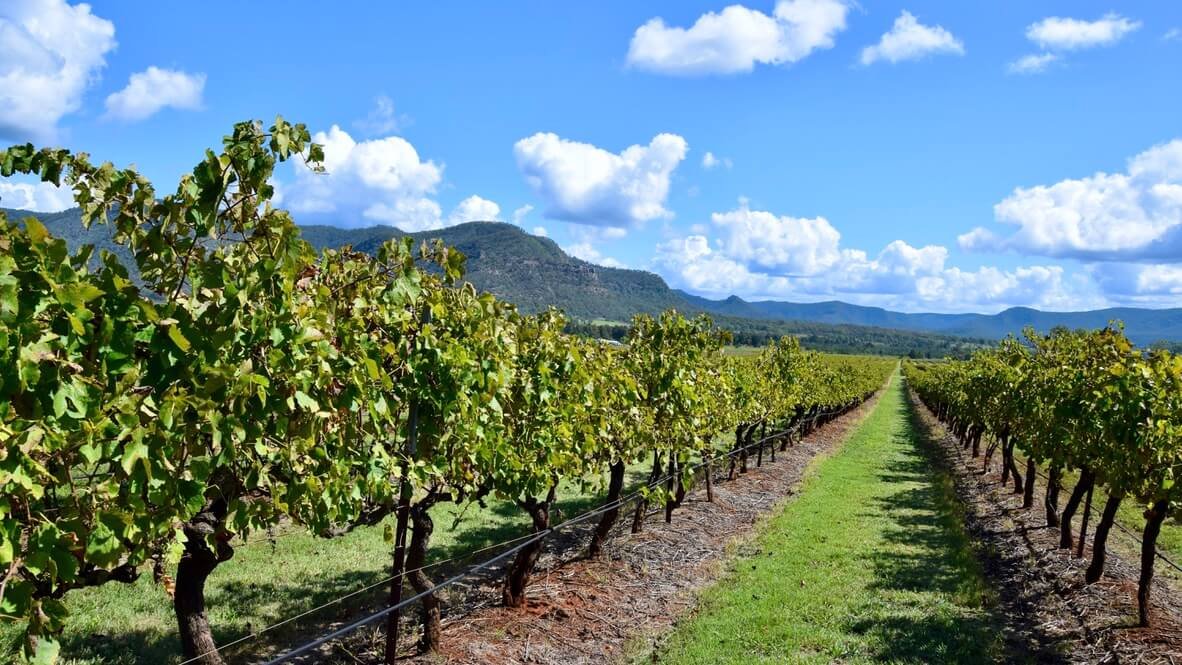 Hunter Valley Winery Tours
